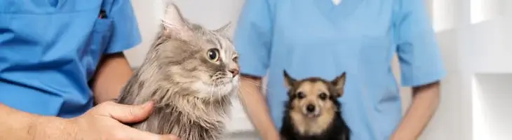 vétérinaire tient chien et chat vétérinaire tient chien et chat
